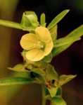 Ludwigia alternifolia L.