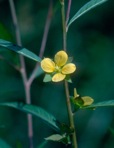 Ludwigia alternifolia L.