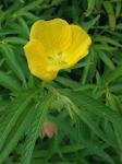 Ludwigia bonariensis (M. Micheli) Hara