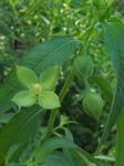 Ludwigia bonariensis (M. Micheli) Hara