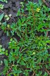 Ludwigia brevipes (B.H. Long ex Britt., A. Braun & Small) Eames