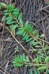 Ludwigia brevipes (B.H. Long ex Britt., A. Braun & Small) Eames