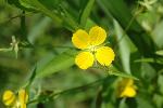 Ludwigia decurrens Walter