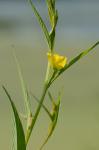 Ludwigia decurrens Walter