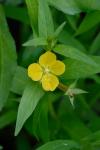 Ludwigia decurrens Walter
