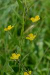 Ludwigia decurrens Walter