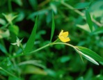 Ludwigia decurrens Walter