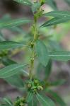 Ludwigia glandulosa Walter