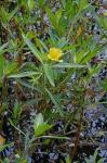 Ludwigia hexapetala (Hook. & Arn.) Zardini, Gu, & Raven
