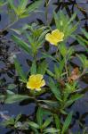 Ludwigia hexapetala (Hook. & Arn.) Zardini, Gu, & Raven