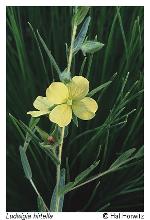 Ludwigia hirtella Raf.