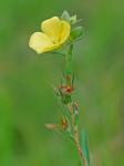 Ludwigia hirtella Raf.