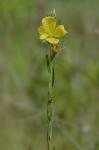 Ludwigia hirtella Raf.