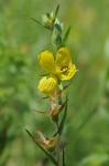 Ludwigia hirtella Raf.