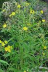 Ludwigia leptocarpa (Nuttall) Hara