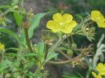 Ludwigia leptocarpa (Nuttall) Hara