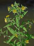 Ludwigia leptocarpa (Nuttall) Hara