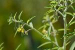 Ludwigia leptocarpa (Nuttall) Hara