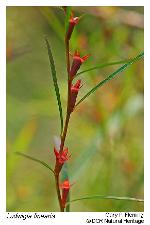 Ludwigia linearis Walter