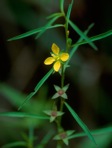 Ludwigia linearis Walter