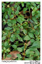 Ludwigia palustris (L.) Elliott