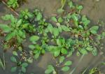 Ludwigia peploides (H.B.K.) Raven var. glabrescens (Kuntze)Shinners