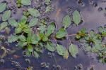 Ludwigia peploides (H.B.K.) Raven var. glabrescens (Kuntze)Shinners