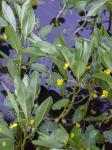 Ludwigia peploides (H.B.K.) Raven var. glabrescens (Kuntze)Shinners