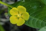 Ludwigia peploides (H.B.K.) Raven var. glabrescens (Kuntze)Shinners