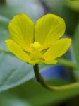 Ludwigia peploides (H.B.K.) Raven var. glabrescens (Kuntze)Shinners