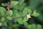Ludwigia pilosa Walter