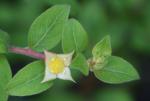 Ludwigia pilosa Walter
