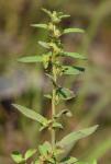 Ludwigia ravenii Peng