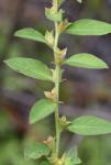 Ludwigia ravenii Peng