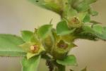 Ludwigia ravenii Peng