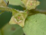 Ludwigia ravenii Peng