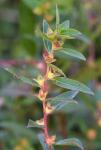 Ludwigia sphaerocarpa Elliott