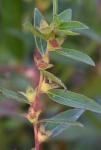 Ludwigia sphaerocarpa Elliott