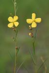 Ludwigia virgata Michx.