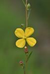 Ludwigia virgata Michx.