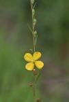 Ludwigia virgata Michx.