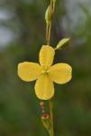 Ludwigia virgata Michx.