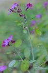 Lunaria annua Linnaeus