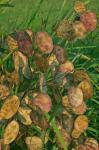 Lunaria annua Linnaeus