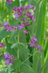 Lunaria annua Linnaeus