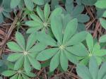 Lupinus perennis L.