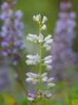 Lupinus perennis L.