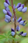 Lupinus perennis L.