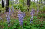 Lupinus perennis L.