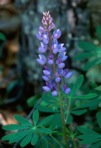 Lupinus perennis L.